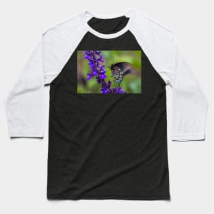 Pipevine Swallowtail Butterfly on Purple Flowers Baseball T-Shirt